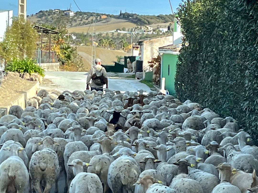 Sunshine Tours-马拉加必去景点