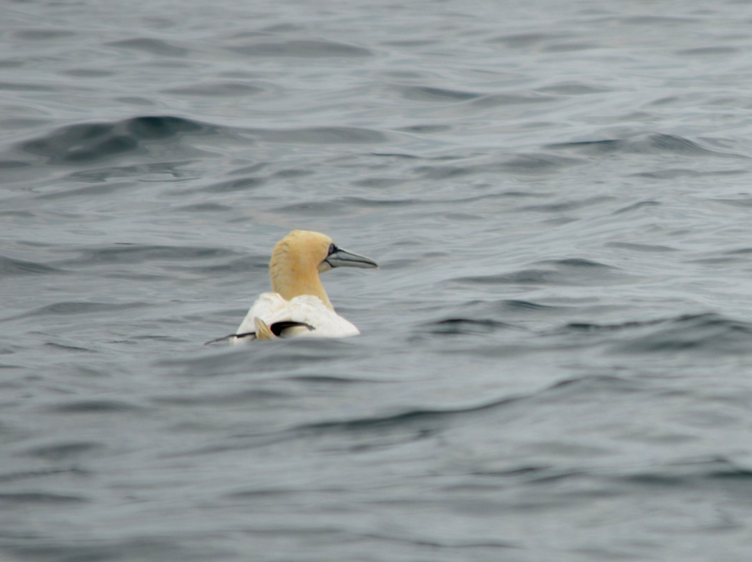 Lady Anne Wildlife Cruises-Grimsay必去景点