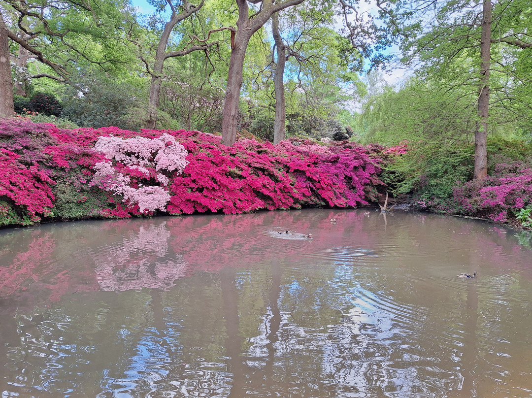Isabella Plantation-泰晤士河畔里士满必去景点