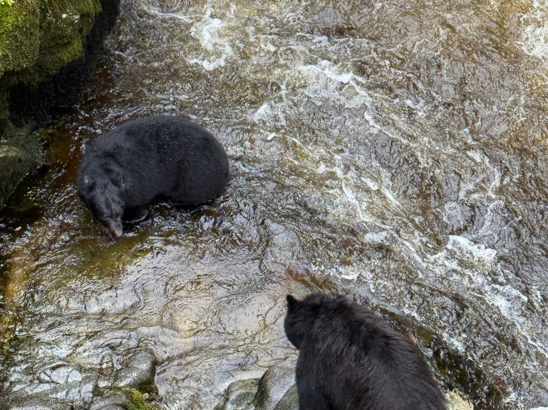 Muddy Water Adventures-Wrangell必去景点