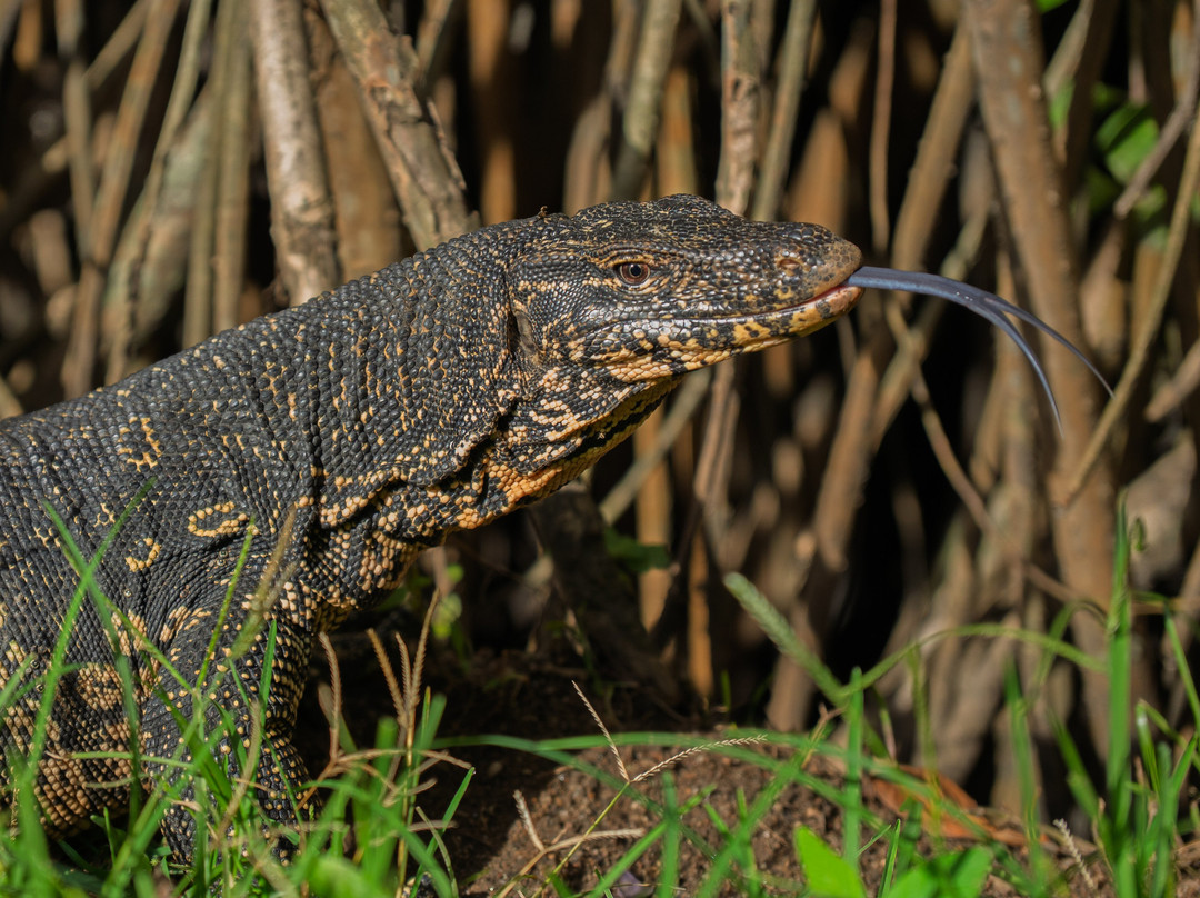 Beauty Island Lanka Travels-Wattegama必去景点