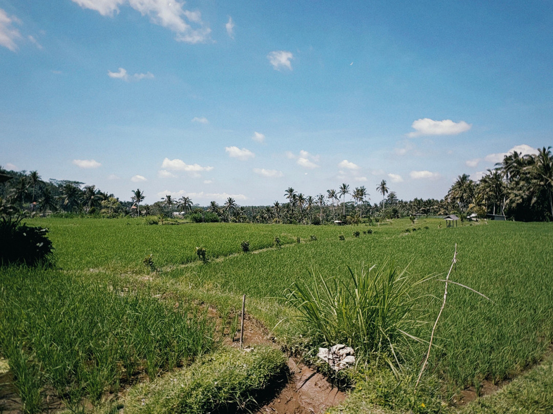 Ubud Cycling Bike-乌布必去景点