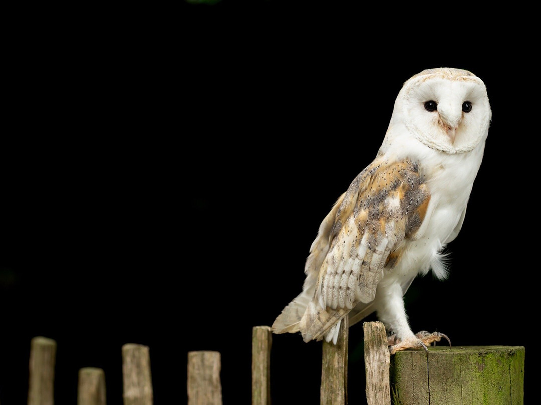 Swinton Park Birds of Prey-马沙姆必去景点