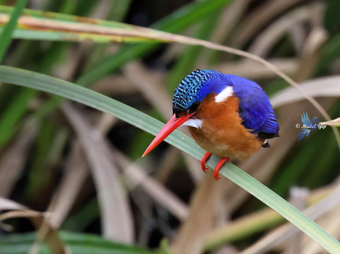 Cisticola Tours-内罗毕必去景点
