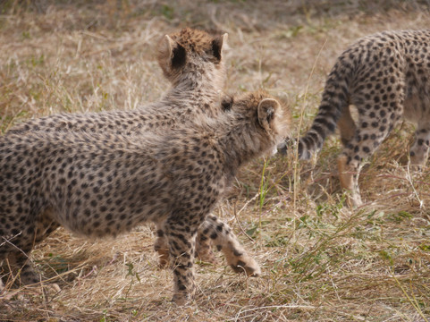 Zanzi Trekking and Safaris Limited-阿鲁沙必去景点