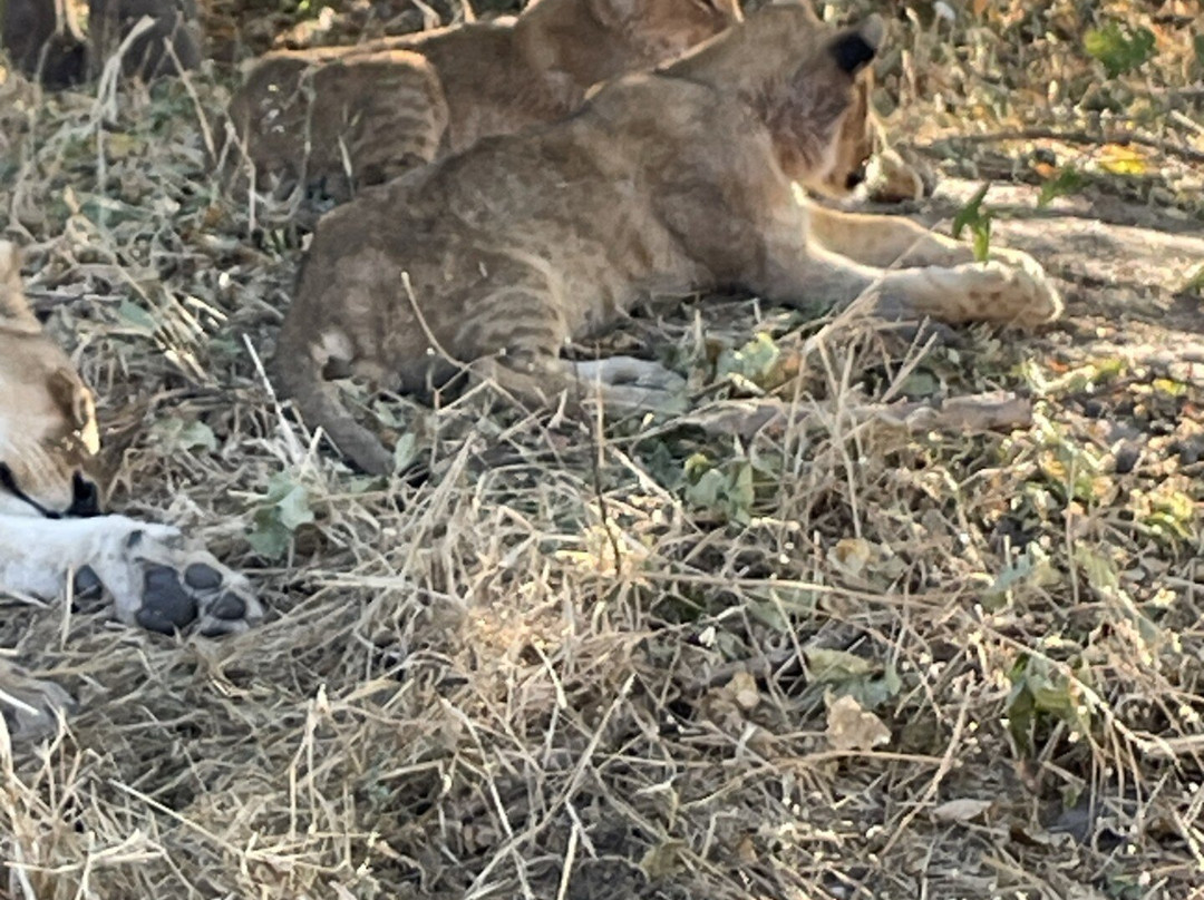 Shangana Safaris Okavango Botswana-马翁必去景点
