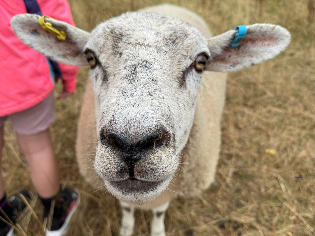 Somerset Sheep Trekking-Pitminster必去景点