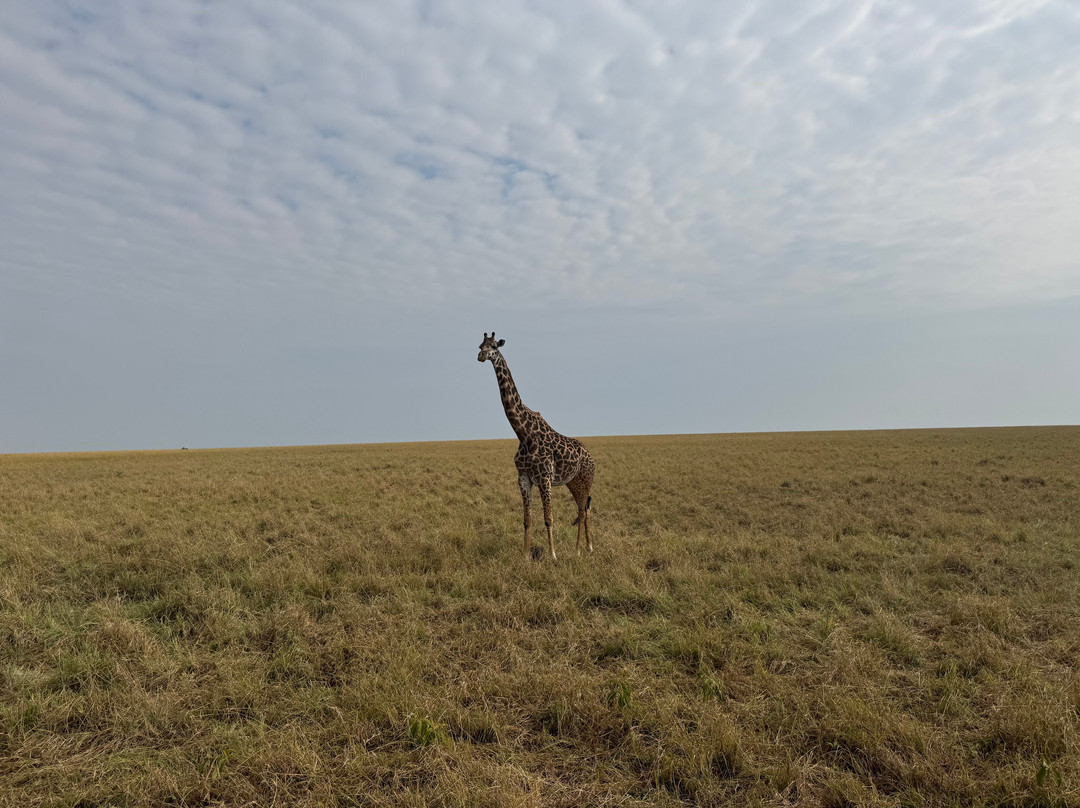 Oseki Maasai Mara Camp-Sekenani必去景点