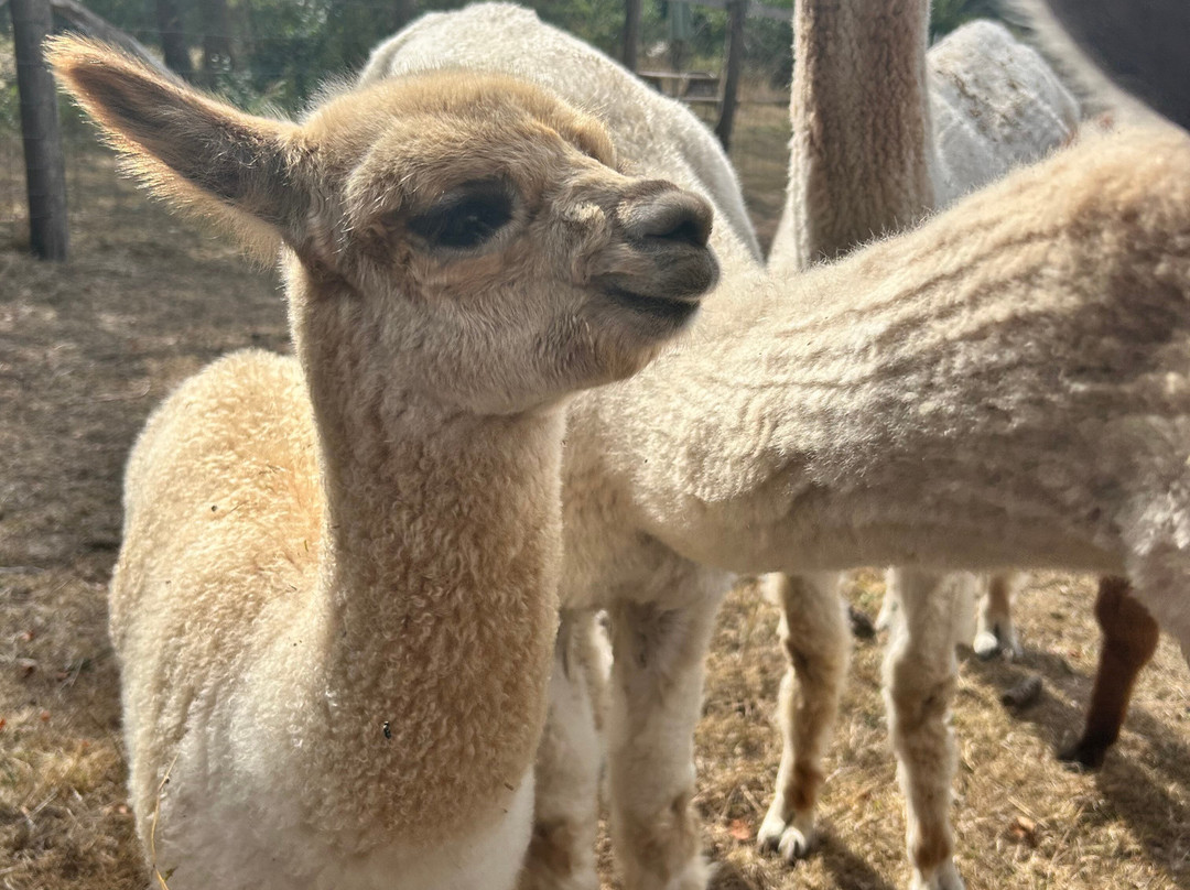 Little Orchard Alpacas-Axminster必去景点