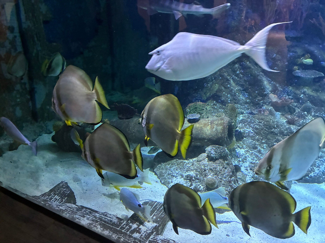 Skegness Aquarium-斯凯格内斯必去景点