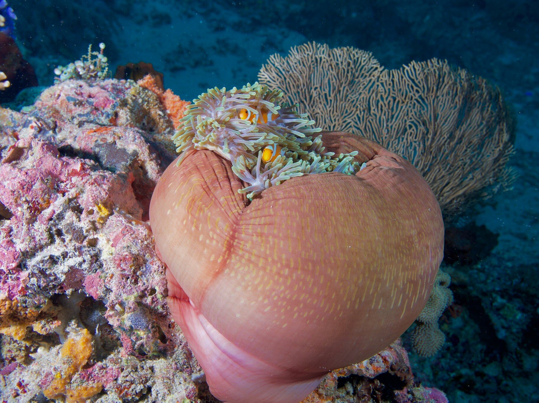 Wallacea Dive Cruises-索龙必去景点