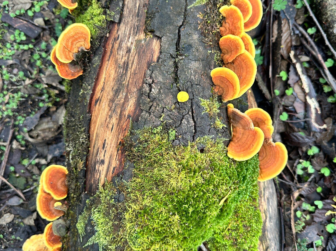 Boat Harbour Beach-温耶德必去景点