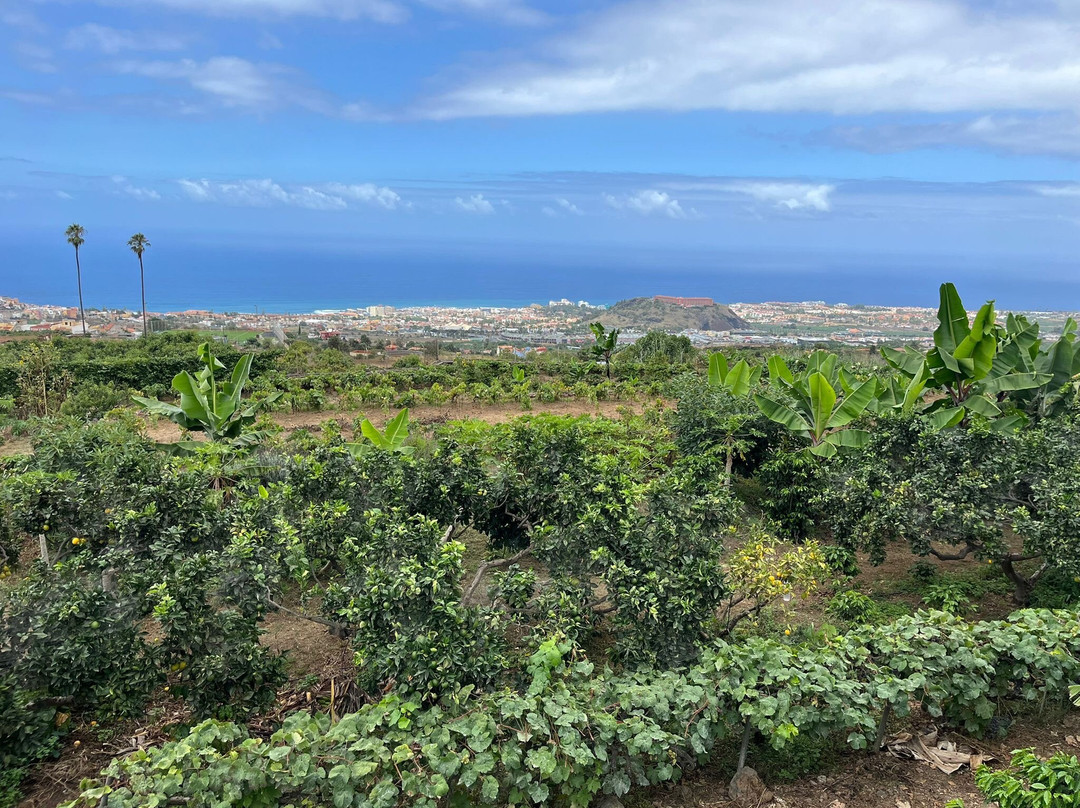 Bodega Finca Marañuela-La Orotava必去景点