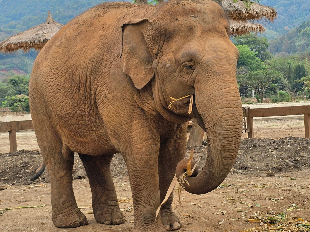 New Elephant Home-Kuet Chang必去景点