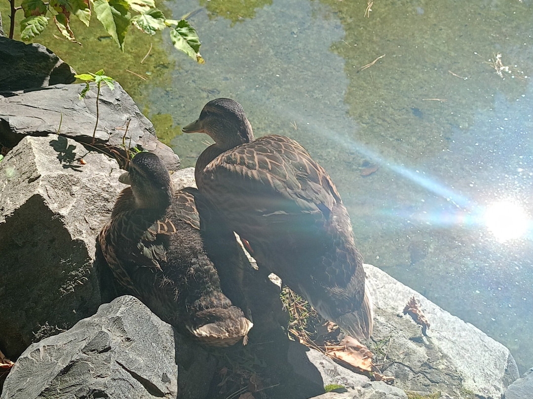 Novosibirsk Zoo-新西伯利亚必去景点