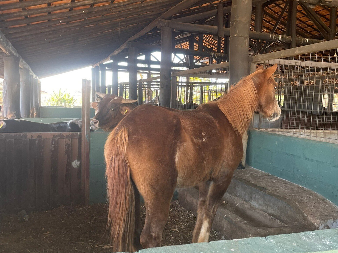 Hotel Fazenda Poços de Caldas主图