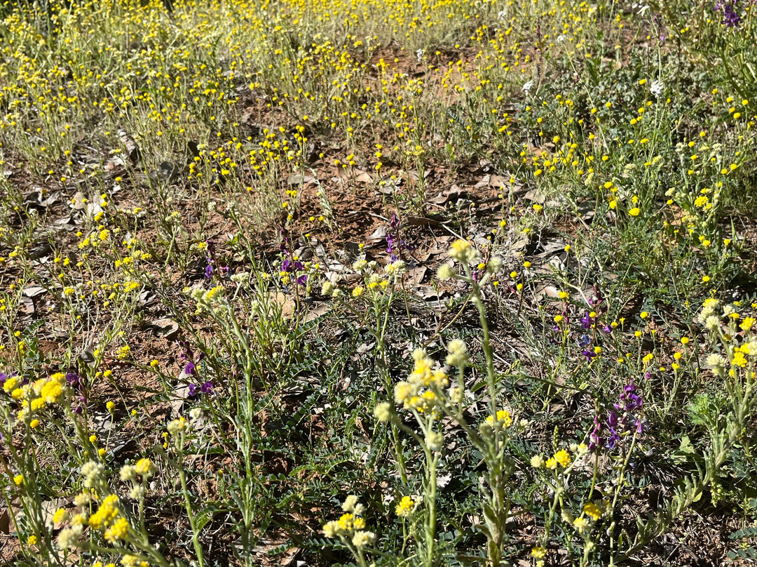 Carinya Station Farm Stay-Lightning Ridge必去景点