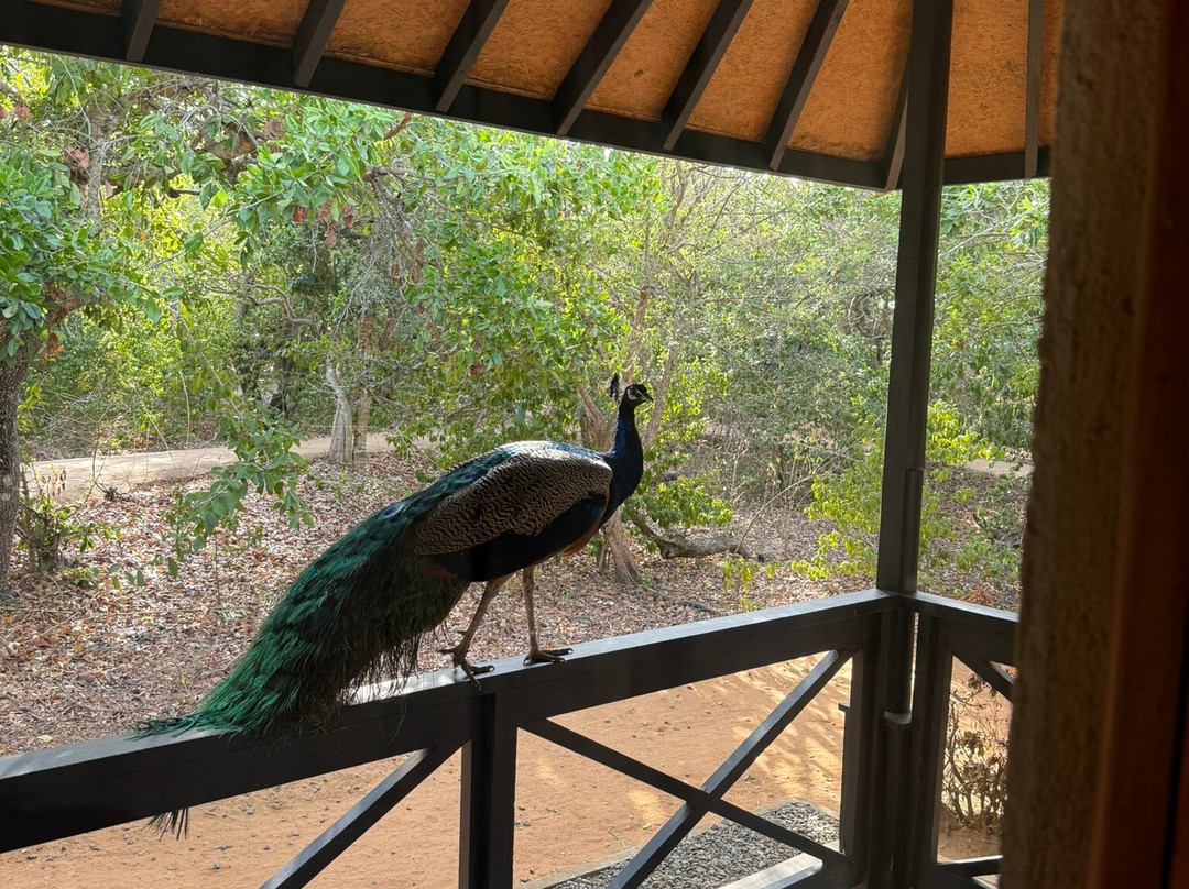 Cinnamon Hotels and Resorts-Yala必去景点