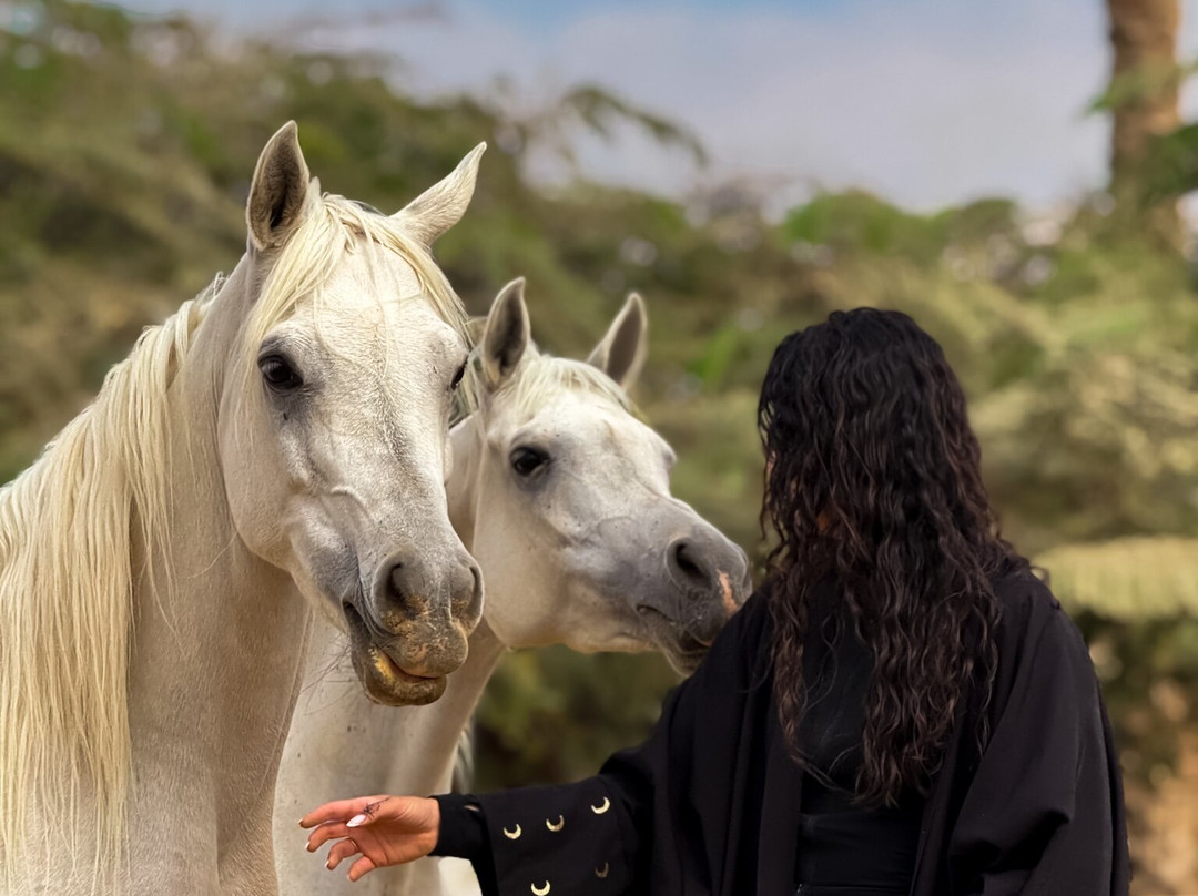 Tal3t Kheal - Horse Riding In Egypt-开罗必去景点