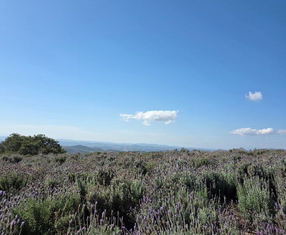 Lavandario-Cunha必去景点