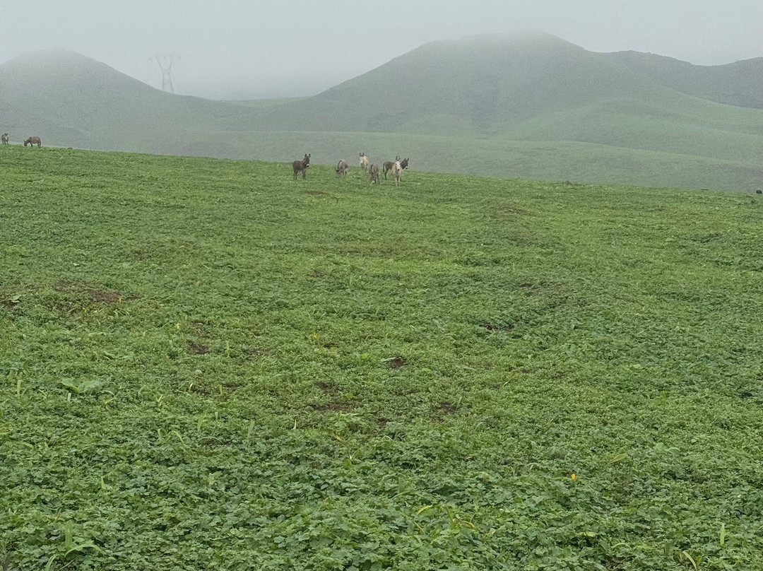 Cabalgatas-Santa Cruz de Flores必去景点