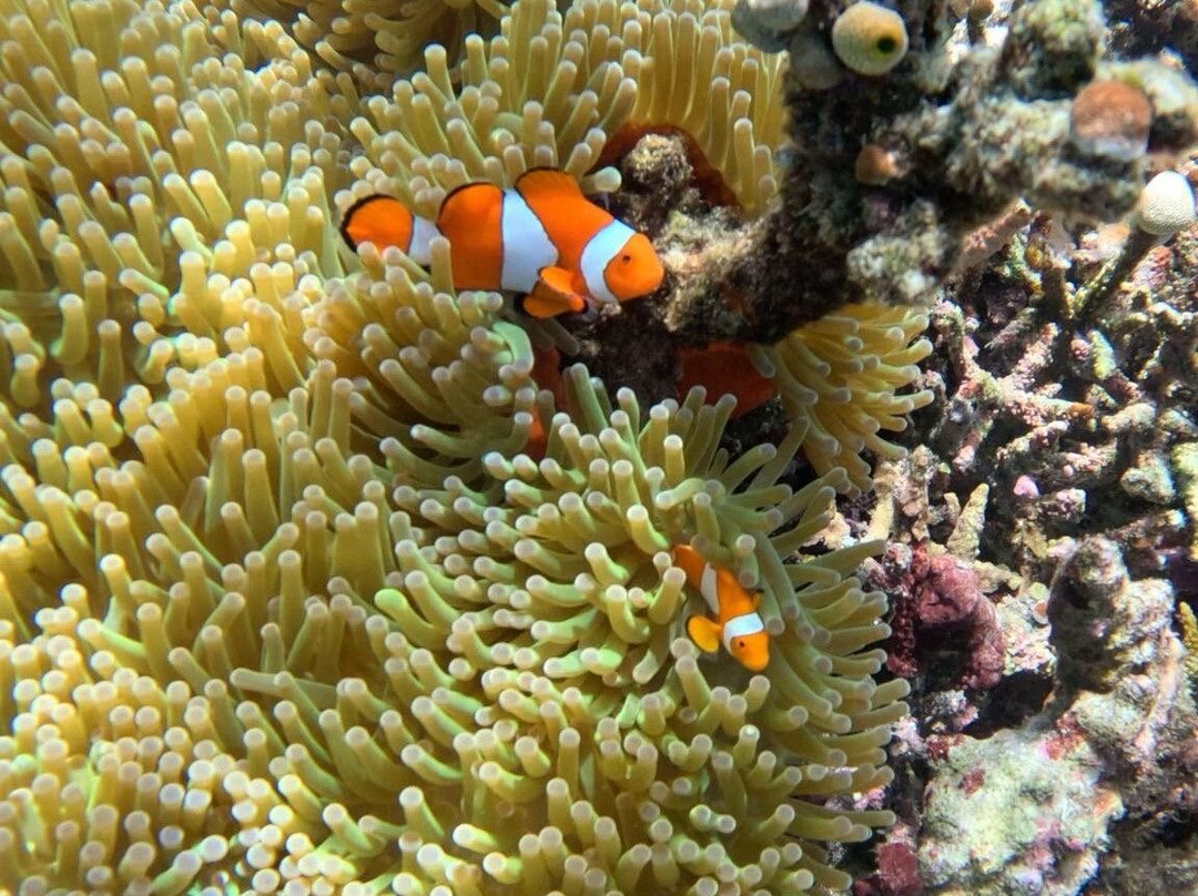 Cruising Raja Ampat - Wisesa Liveaboard-索龙必去景点