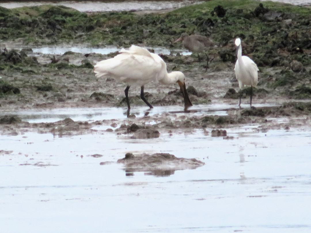 RSPB Titchwell Marsh-Titchwell必去景点
