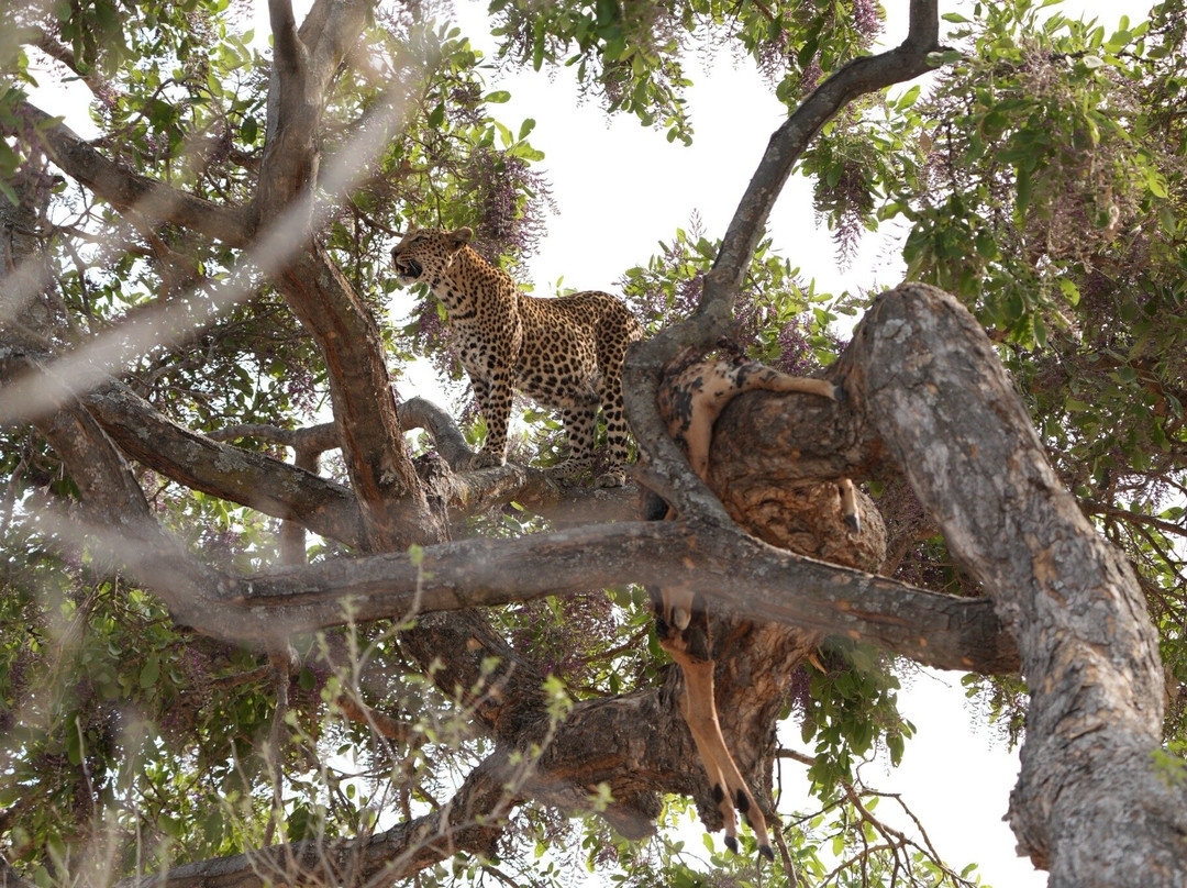Saguni Safari Lodge主图