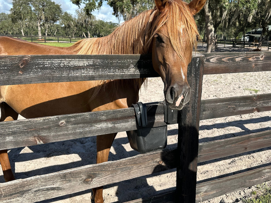 Farm Tours of Ocala-奥卡拉必去景点