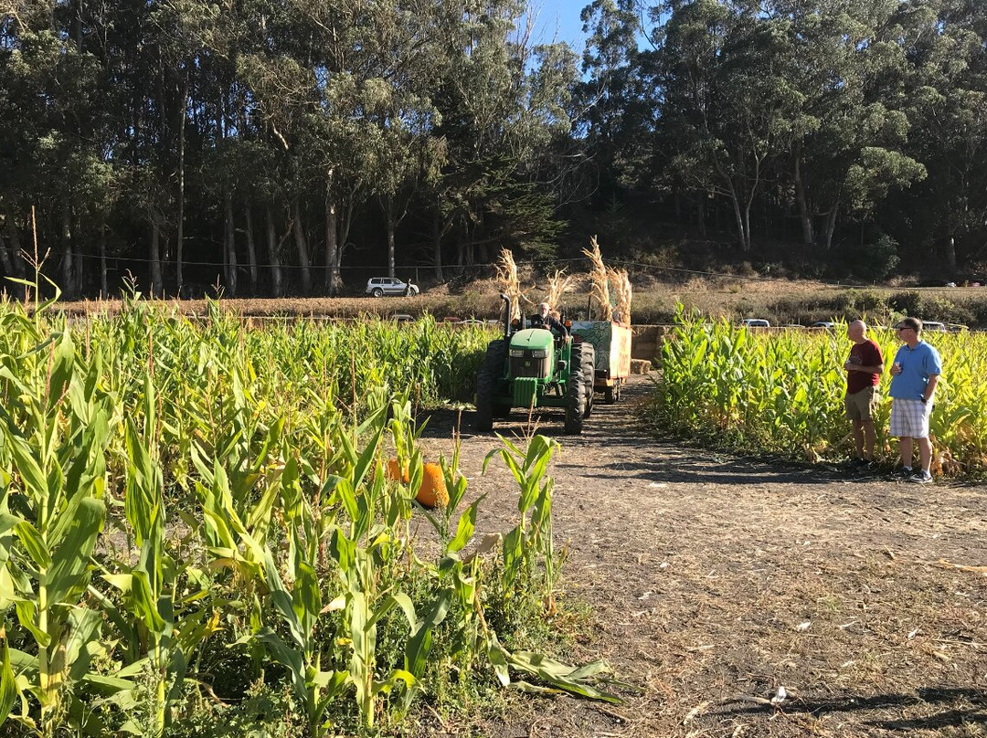 Arata Pumkin Farm-半月湾必去景点
