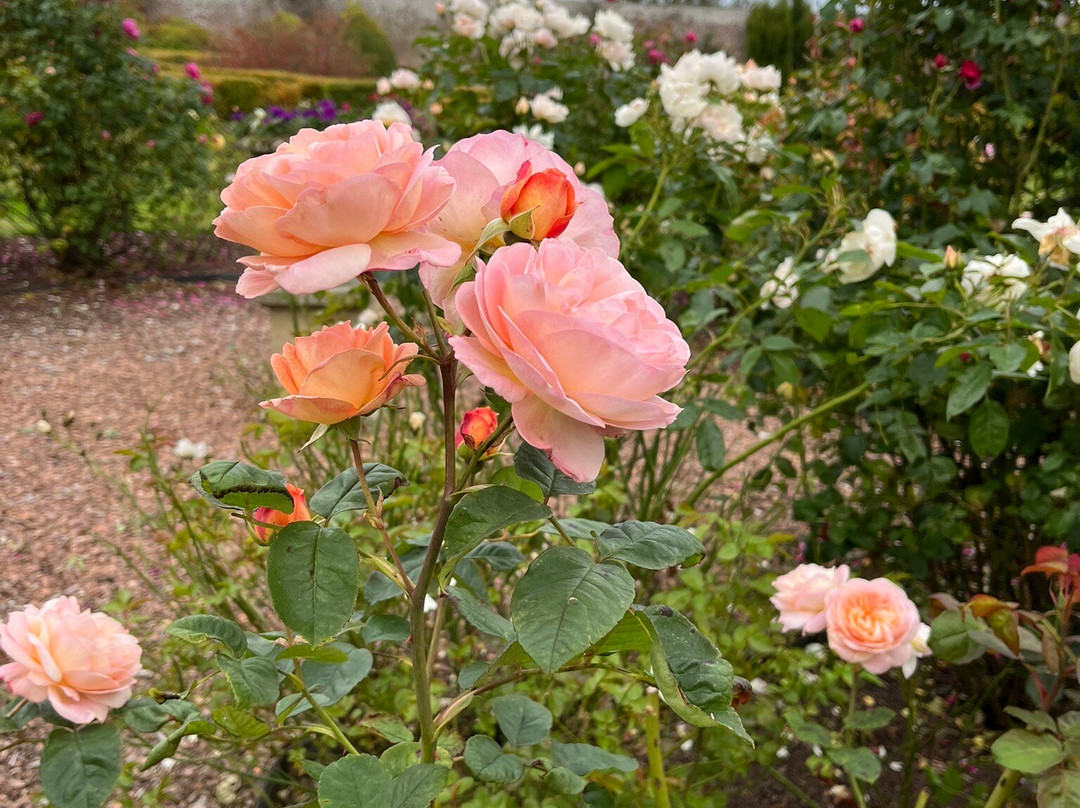 Langley Park Gardens-Montrose必去景点