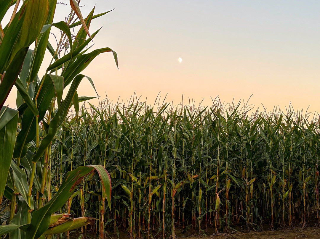 Mike's Maze-Sunderland必去景点