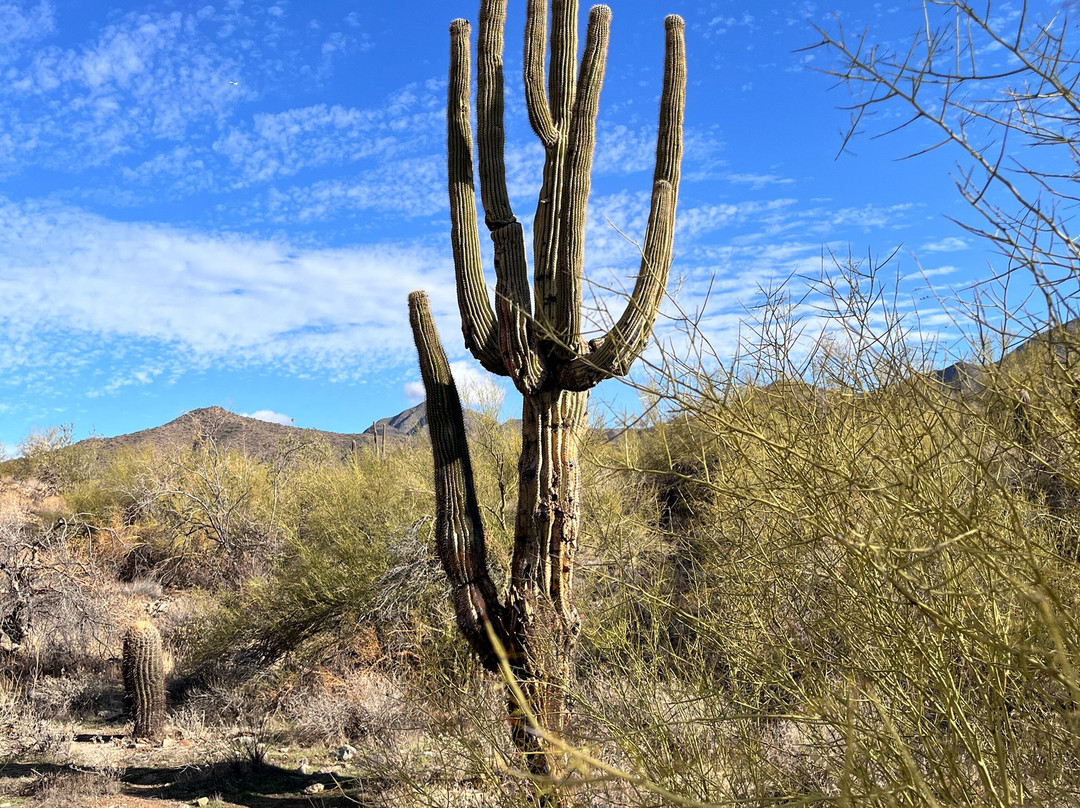 Lost Dog Wash Trail-斯科茨代尔必去景点