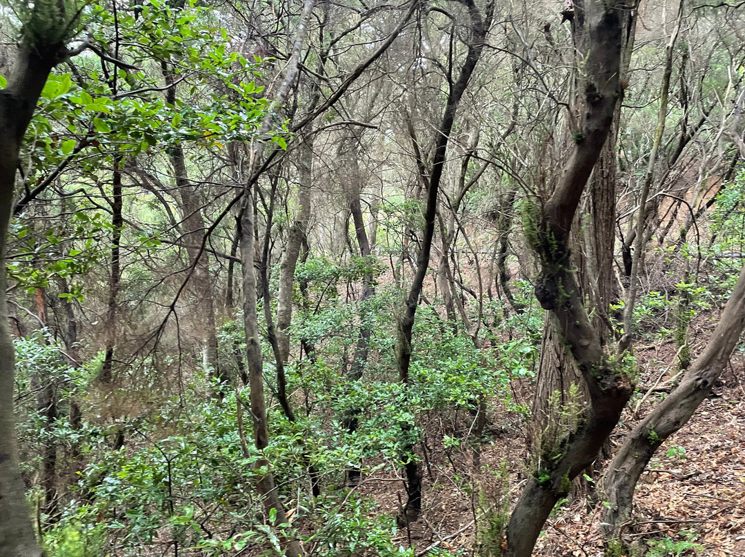 Sendero de los Sentidos-圣克鲁斯-德特内里费必去景点
