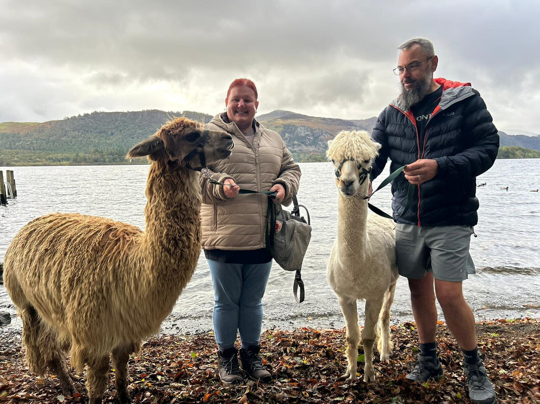 Alpacaly Ever After-Portinscale必去景点