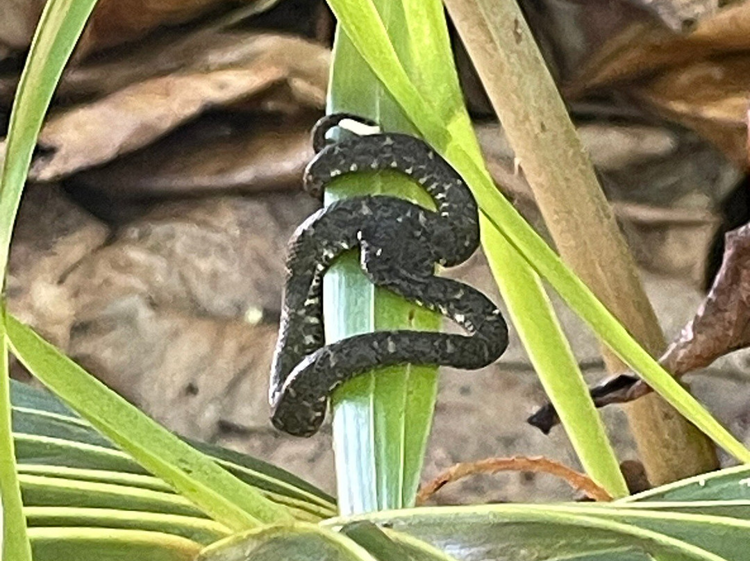 The Biologist from Cahuita-卡维塔必去景点