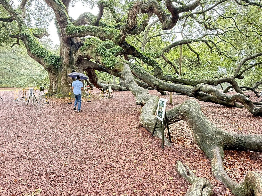 Angel Oak Tree-Johns Island必去景点