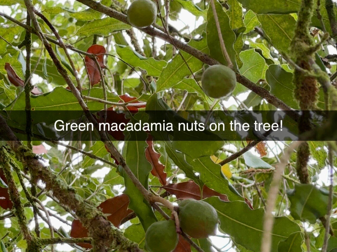 Mauna Loa Macadamia Nut Farm and Factory-希洛必去景点