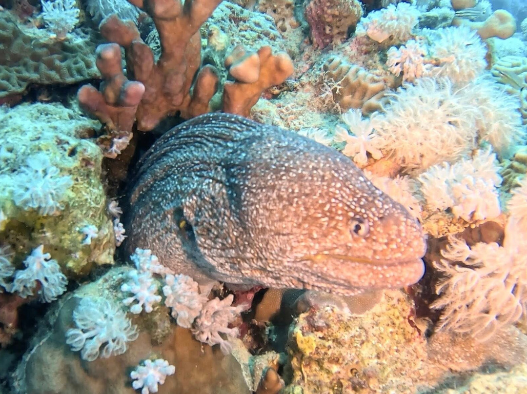 iDive Diving Centre-马卡迪湾必去景点