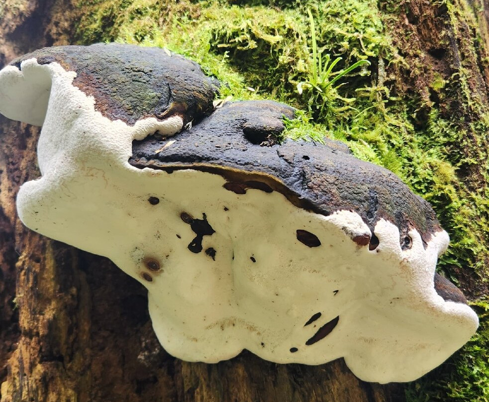 AventurasExtremas-渥肯必去景点