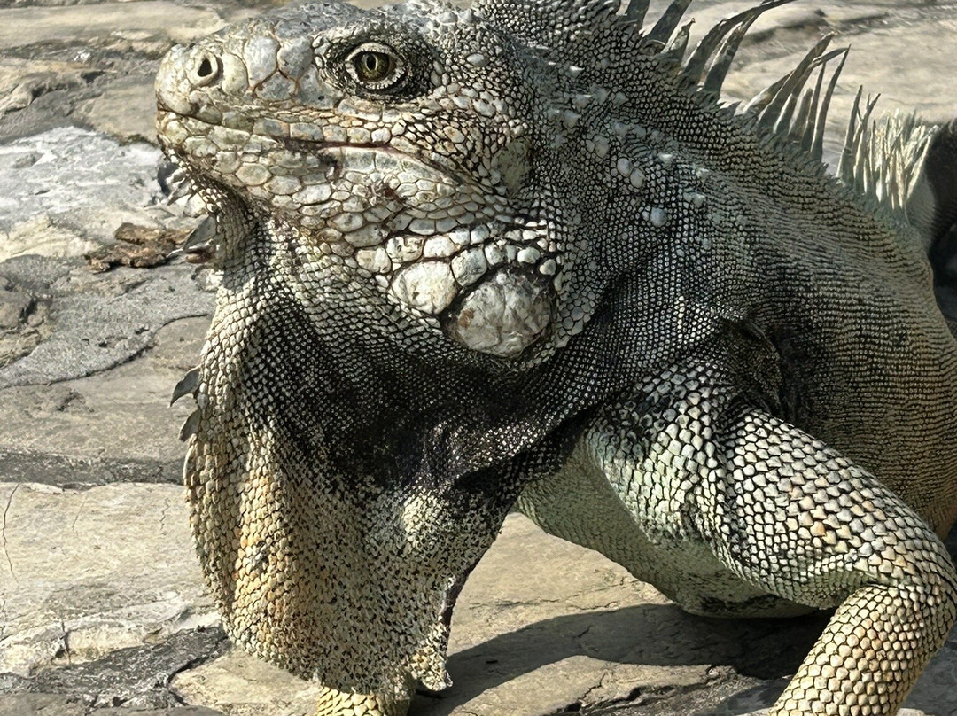 Parque Seminario-瓜亚基尔必去景点