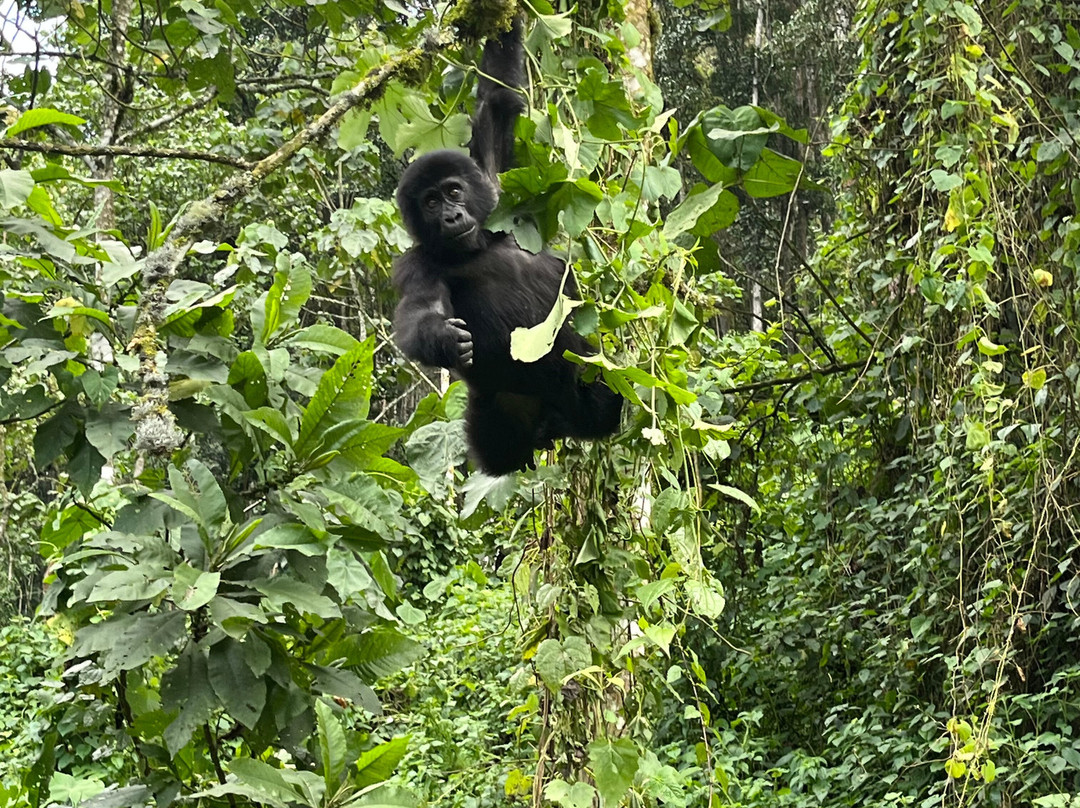 Go Gorilla Trekking-吉佳利必去景点