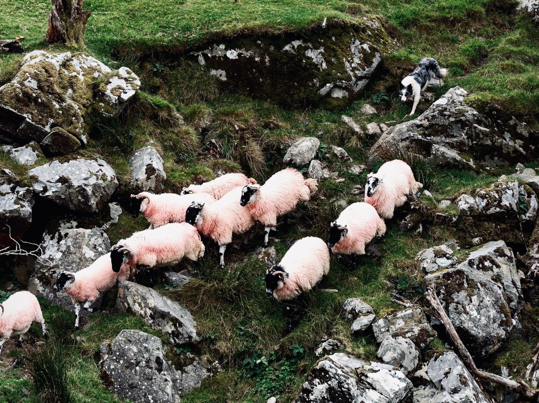 Kissane Sheep Farm-凯里郡必去景点