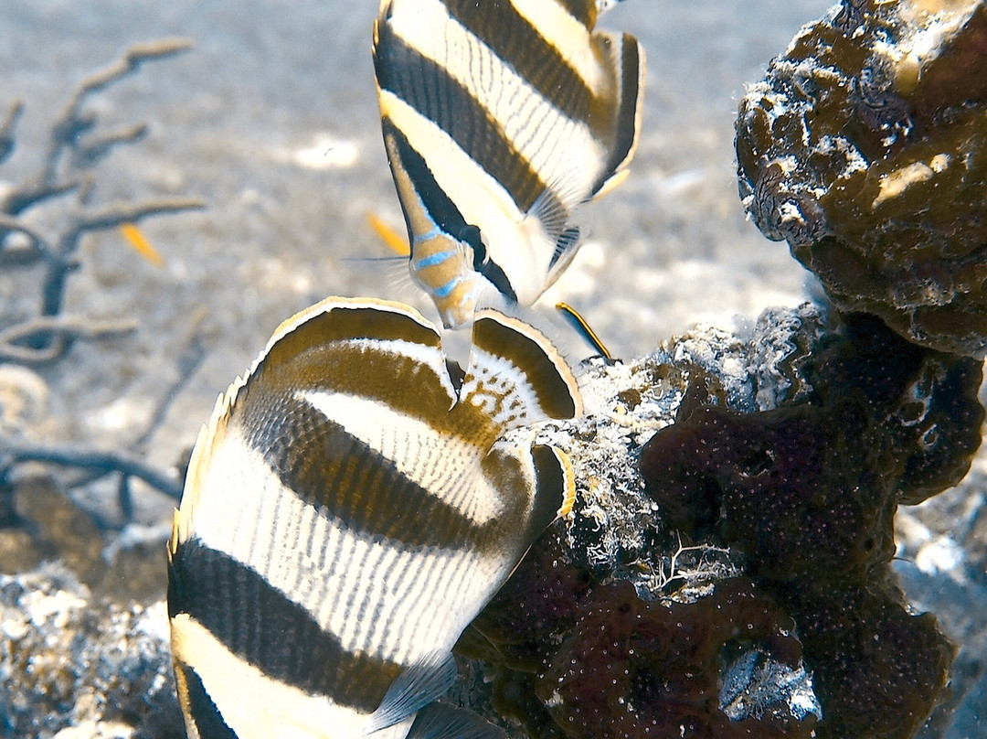 Palm Beach Divers-Noord必去景点