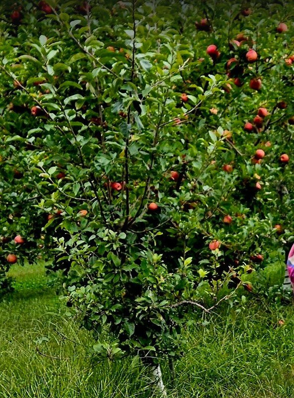 Sky Top Orchard-Flat Rock必去景点