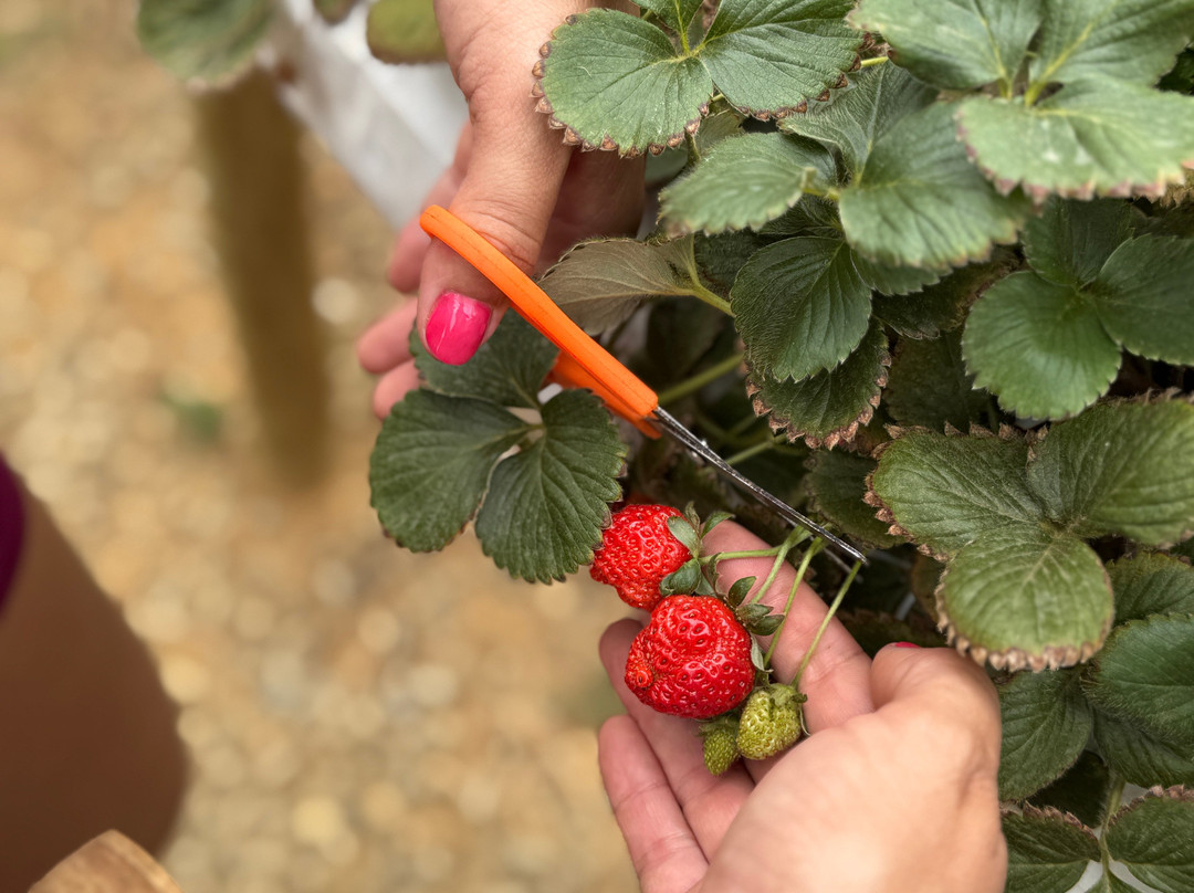 Alferes Extremo-Paty do Alferes必去景点