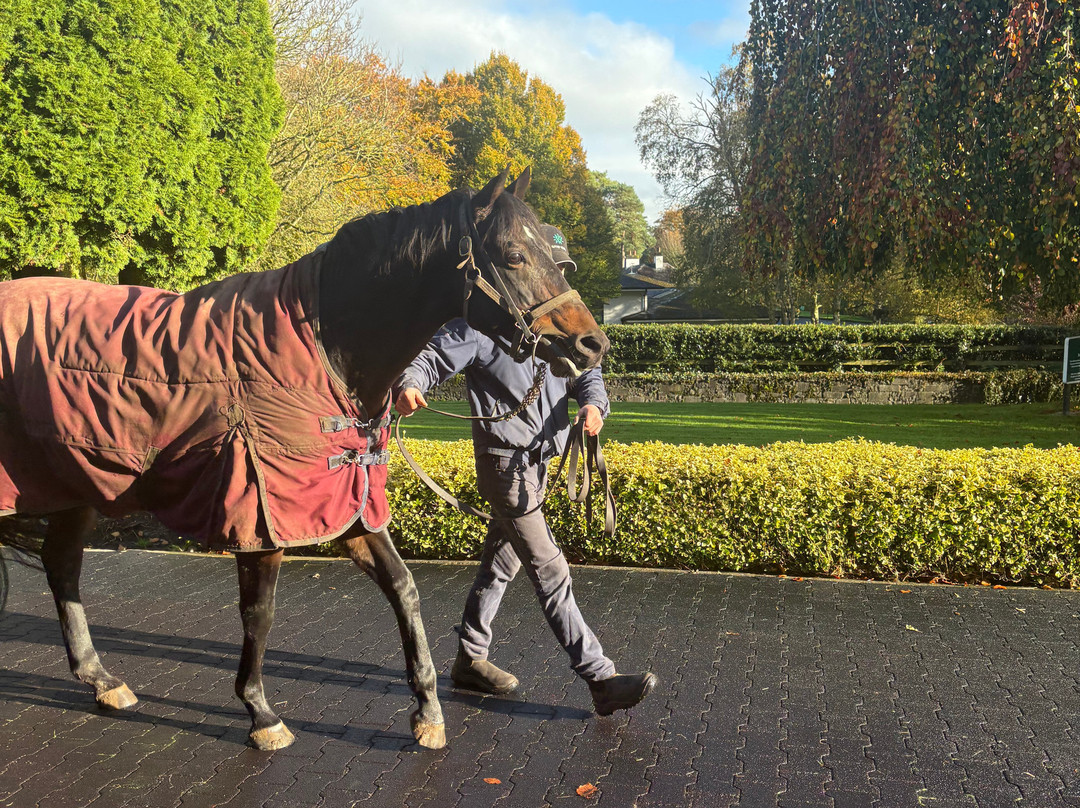 Elite Tours Ireland-利默里克必去景点