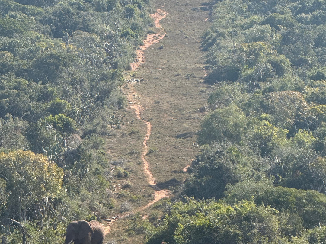 Schotia Tooth and Claw Safari-Addo Elephant National Park必去景点