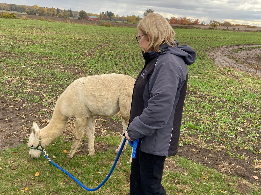 Udderly Ridiculous Farm Life-Blandford-Blenheim必去景点