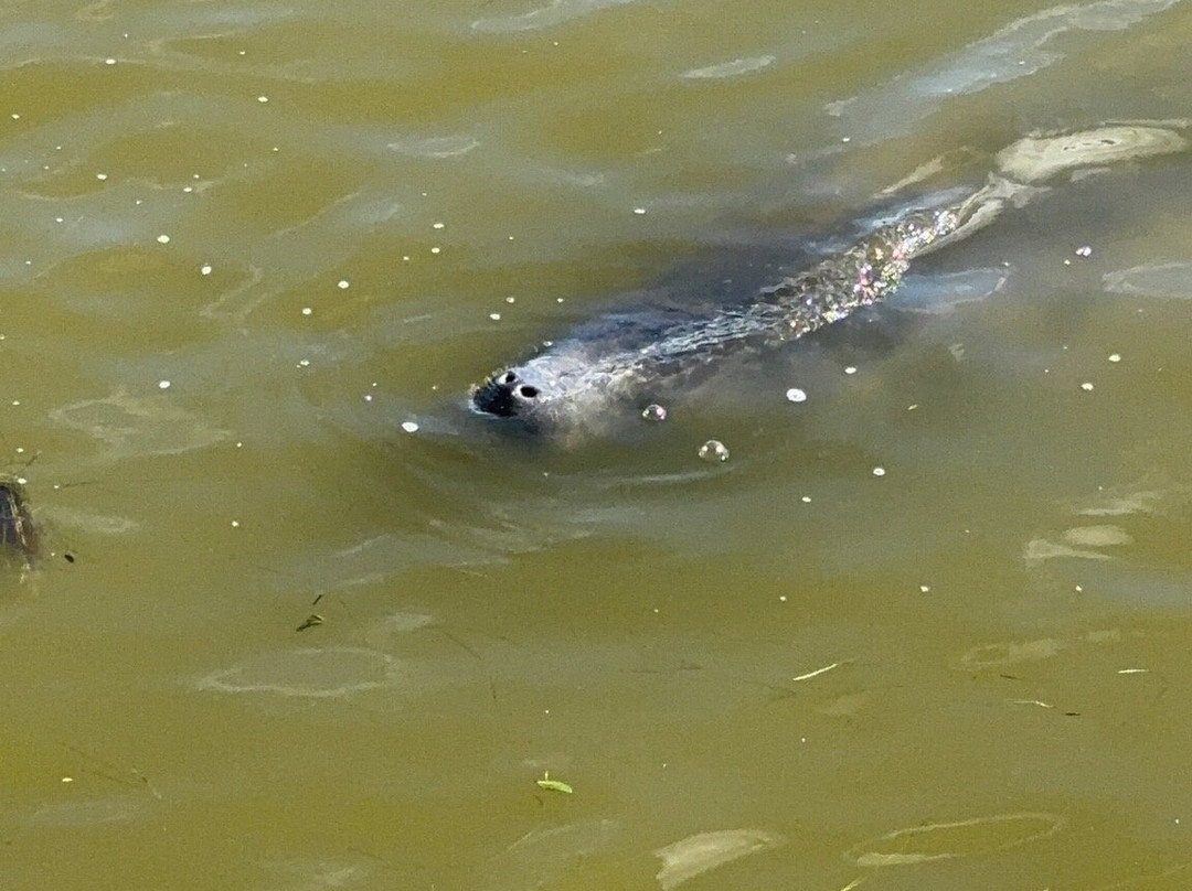 Manatee Observation Deck-泰特斯维尔必去景点
